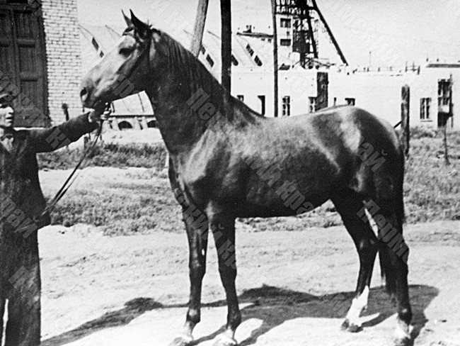 'Drofa' the horse used as a service transport by the director of the Berezniki Potash Combine, V.N. Flegontov